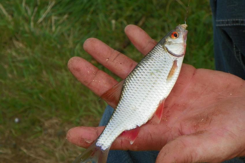 am Weißenstädter See - foto 44