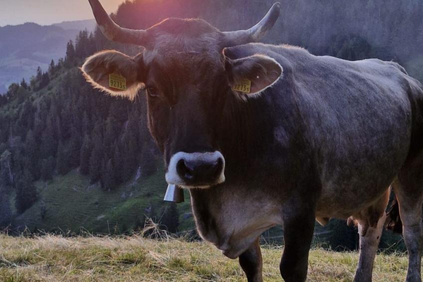 Chalet Muse - foto 33