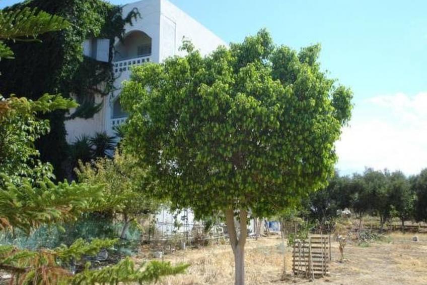 Zinovia Studio mit Balkon - foto 22