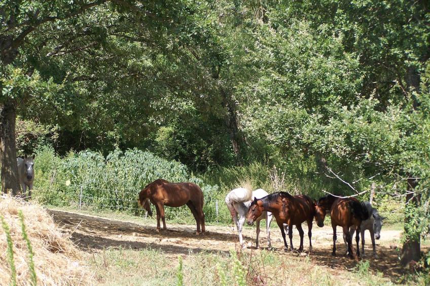 Luxuriöses Ferienhaus mit mehreren Terrassen - foto 26