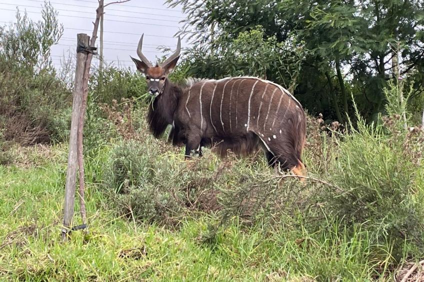 in Bos En Dal mit Großer Terrasse - foto 48