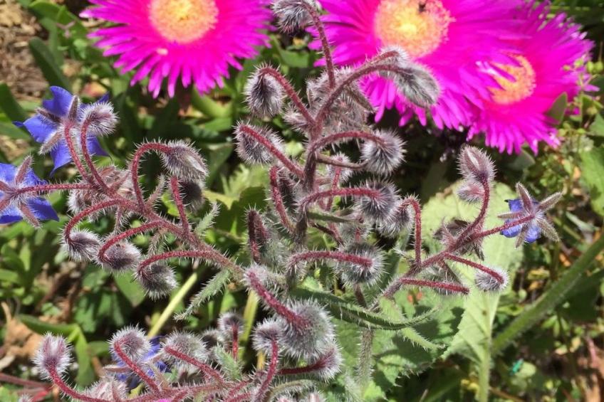 Stazzo mit Garten in Luogosanto - foto 36