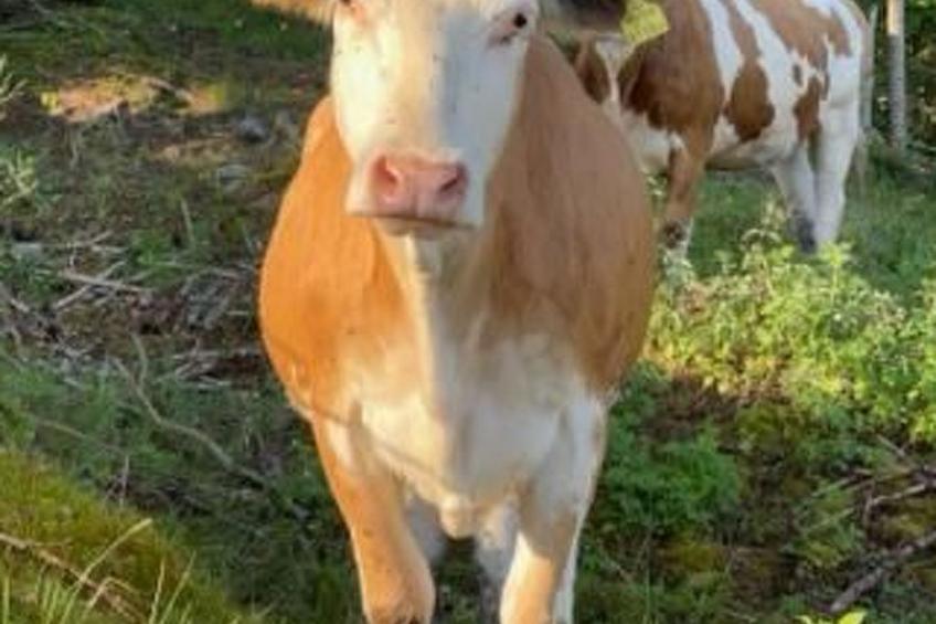 Bergchalet - foto 55