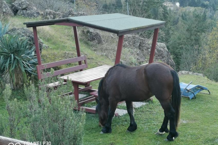 Chalet 'Perle des Höhenweges' - foto 19