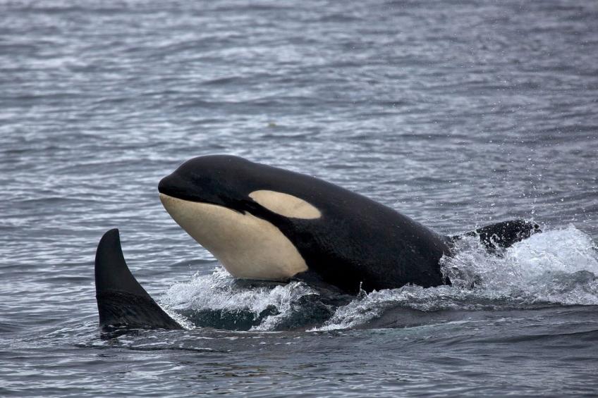 West Horizon Ferienhaus - foto 28