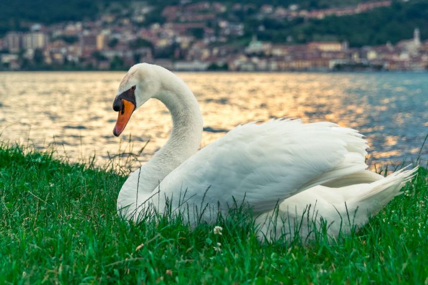 Studio-Apartment mit Balkon mit Seeblick und Zugang zum Garten - foto 38