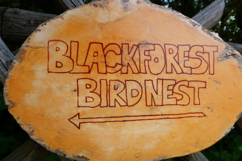 Blackforestbirdnest - foto 6