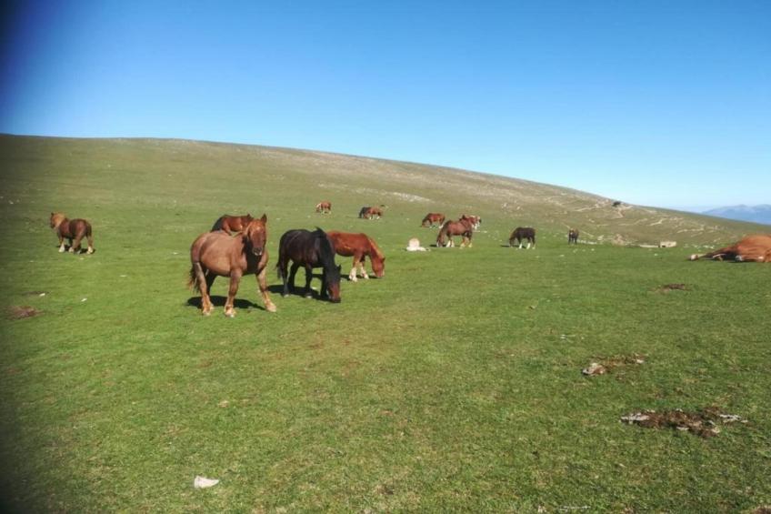 Villa Valtopina - foto 37