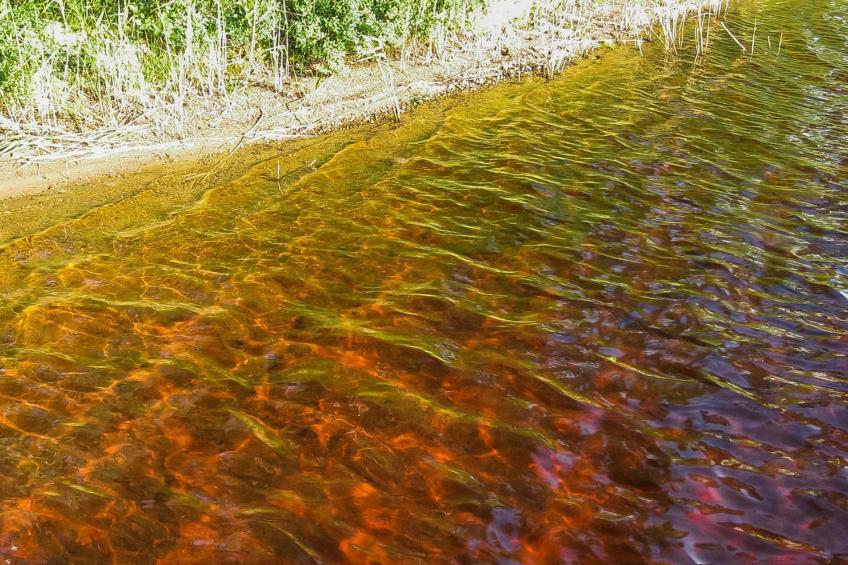 Kallionnenä - foto 4