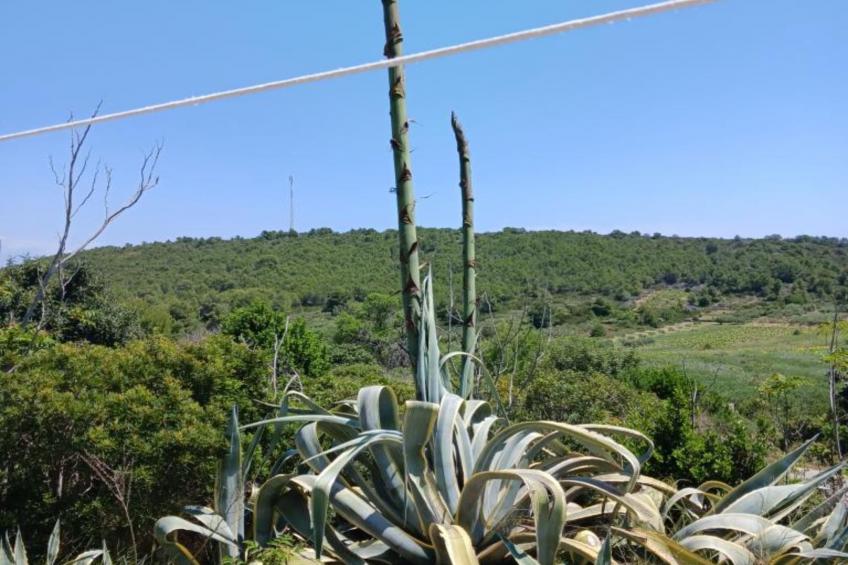 Apartmani Green Oasis - One Bedroom Apartment with Terrace and Sea View - foto 18