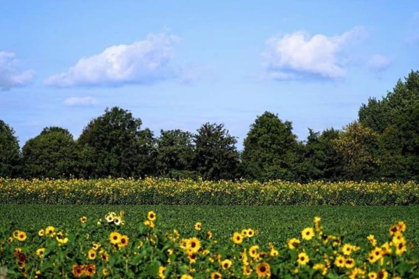 Kon Emmaweg 26 Vrouwenpolder 2p - foto 22
