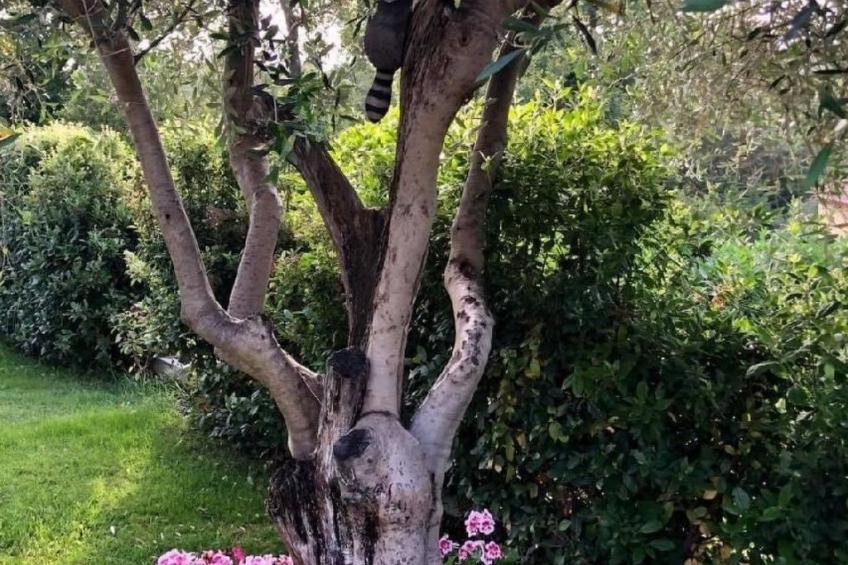 Côte d'Azur ganze Villa beheizter Pool Meerblick - foto 38