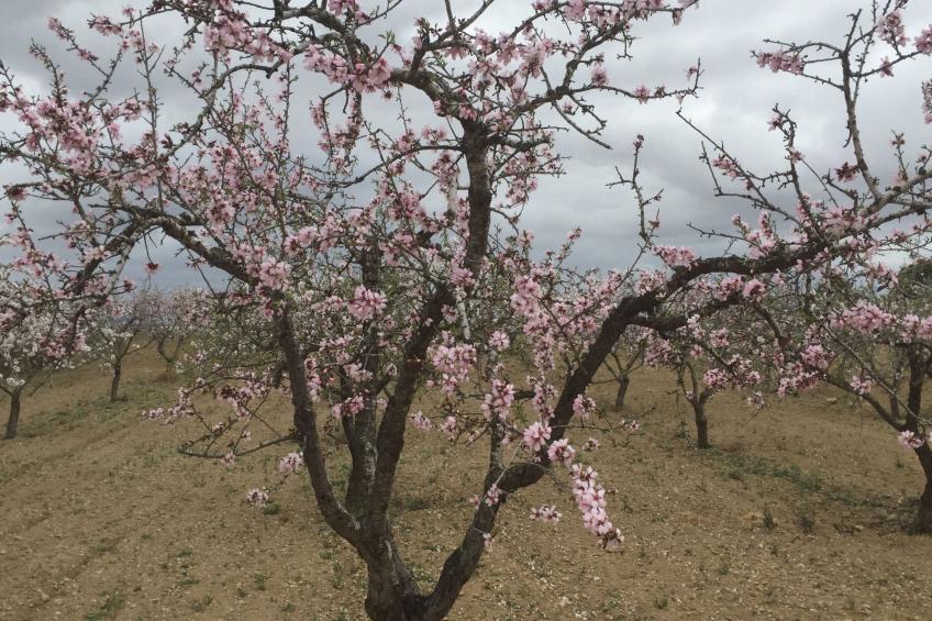 Casa Montana in Küstennähe... sehr empfehlenswert. - foto 32