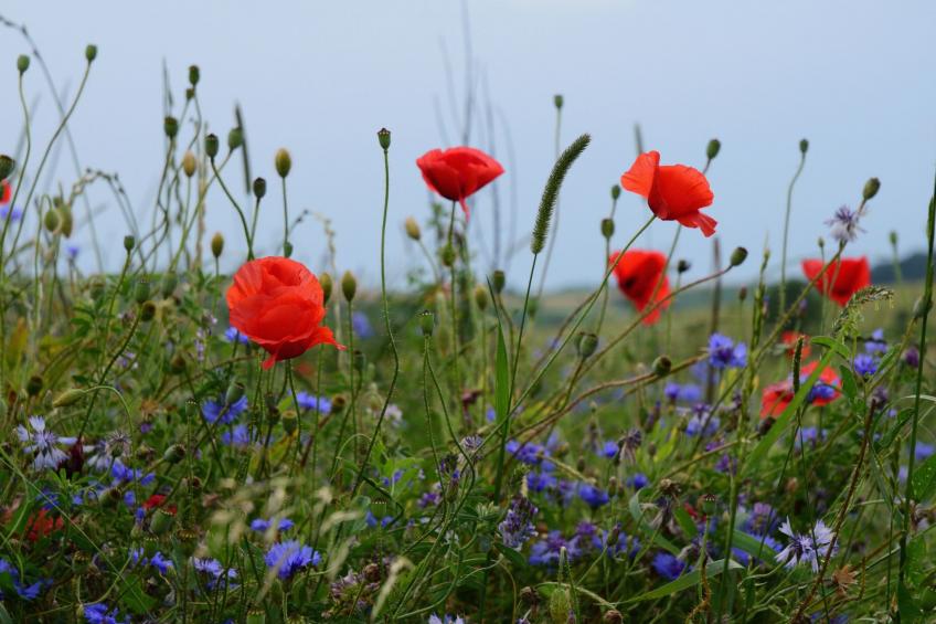 Nassauer Forsthaus - foto 33