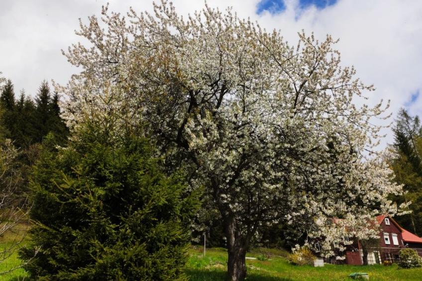 Tolles Ferienhaus in Klingenthal mit Großem Garten - foto 13