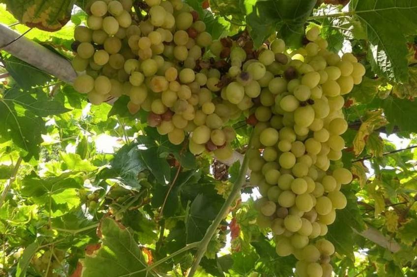 Hütte mit eigenem Garten und Grill - foto 18