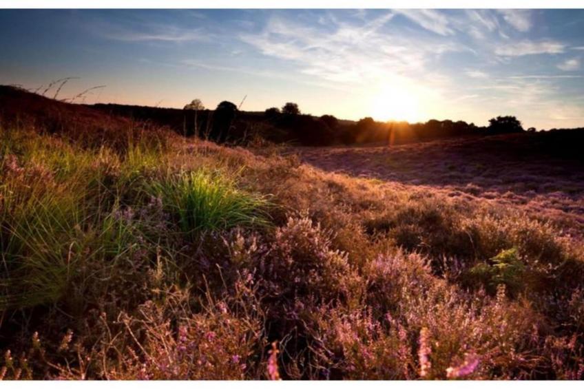 Dwergarend 17-21 - foto 29