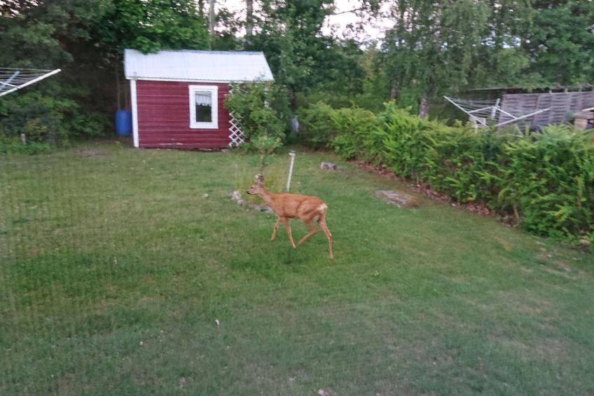 Familienfreundliches Ferienhaus mit großem Garten - foto 28