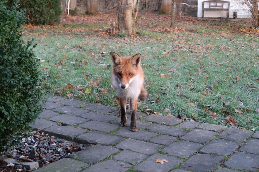 Haus-Zauberblau - foto 32