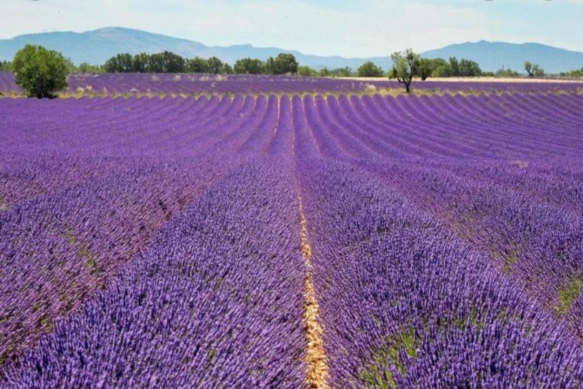 Résidence La Licorne de Haute-Provence 5 - foto 17