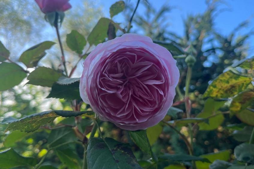 Apfel-Häuschen - foto 40