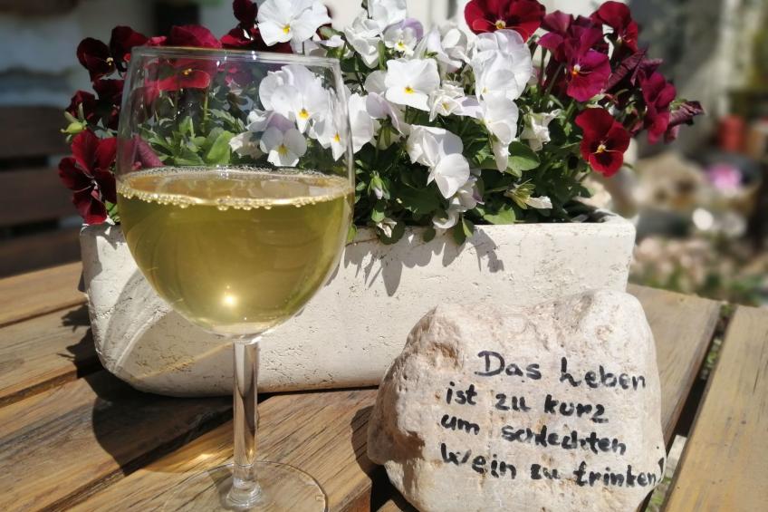 Gala+ Vernatsch - foto 6