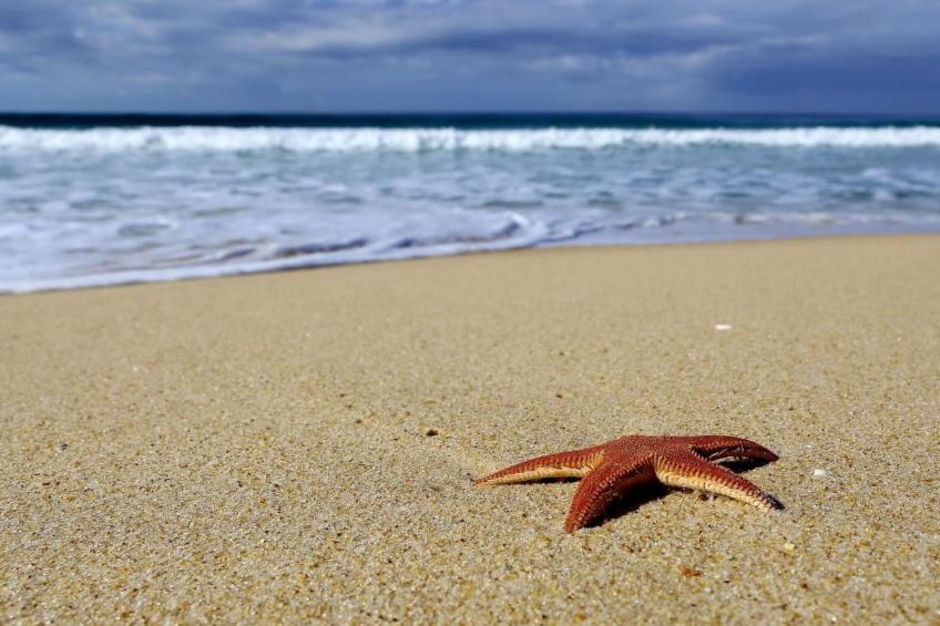 Exklusive Design-Villa in den Dünen, Pool auf dem Dach - foto 30