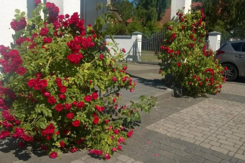 Gemütliche Wohnung in Rowy mit Terrasse, Grill, - foto 20