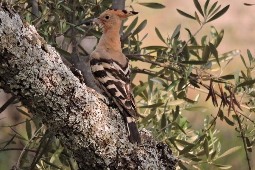 Das Cortijo auf der Finca al-manzil - foto 34