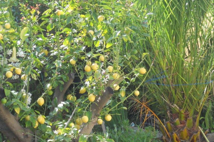Wohnung "Les roses" auf einem eingemauerten Grundstück - foto 26