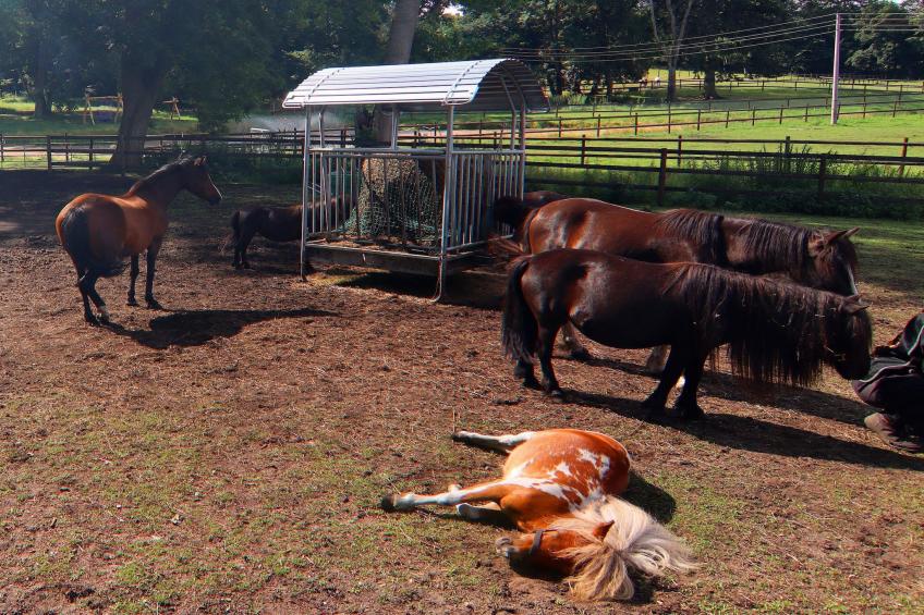 Haus Oliver 200 qm / 1-4 Personen - foto 23