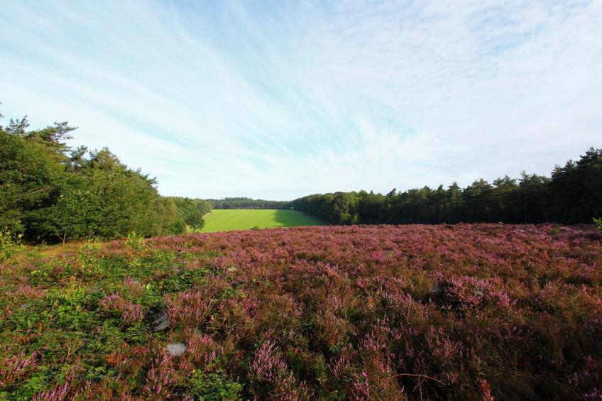 Landgoed De Scheleberg - foto 40