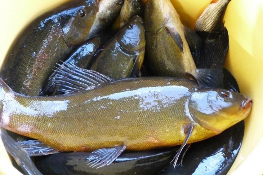 in Kaschubei - foto 20