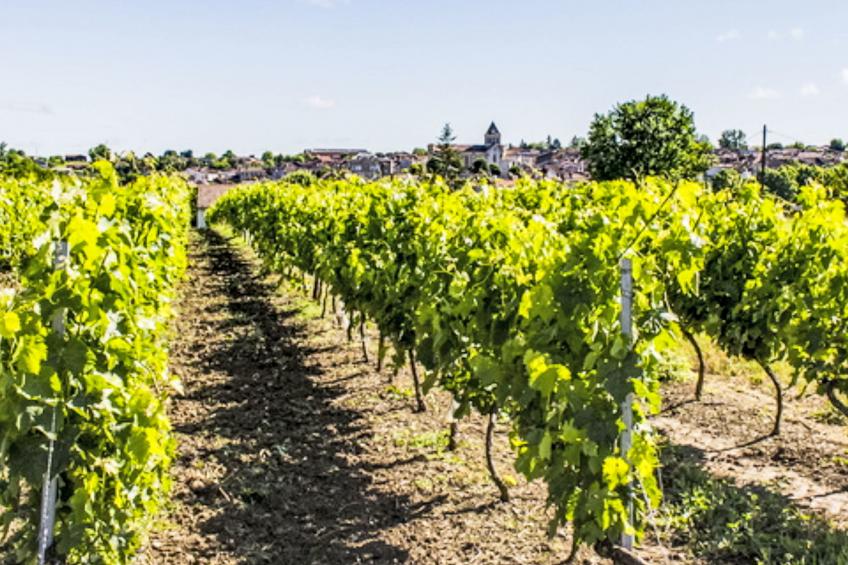 SOWELL Family Les Landes Gascogne - foto 32