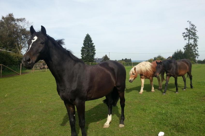 Herzfenner Landhaus - foto 4