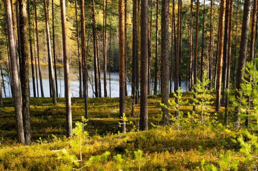 Villa tunturitervakko - foto 34