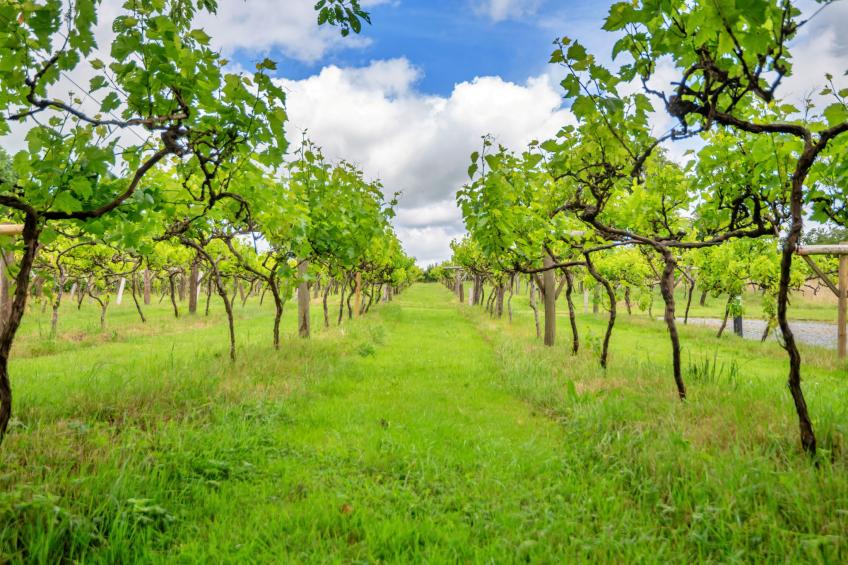 Jabajak Vineyard - foto 23