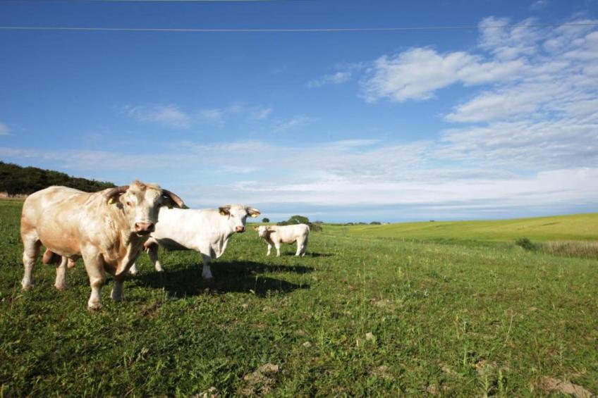 La Lavanda - foto 33