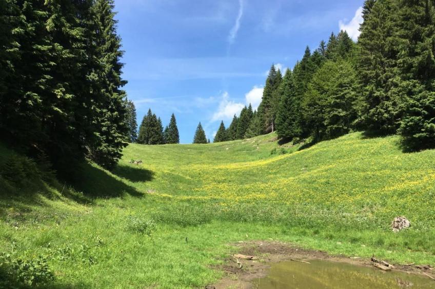 mit Sauna in Pieve Di Bono - foto 3
