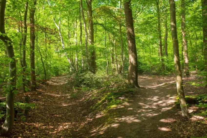 Hulshorsterhout - foto 38