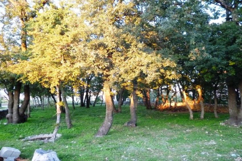 Villa Miki - foto 33