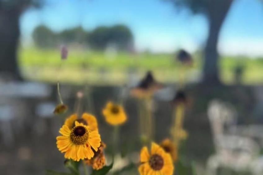 Résidence Gîte De La Cave - Charmant Gîte Provençal Avec Une Chambre - foto 41