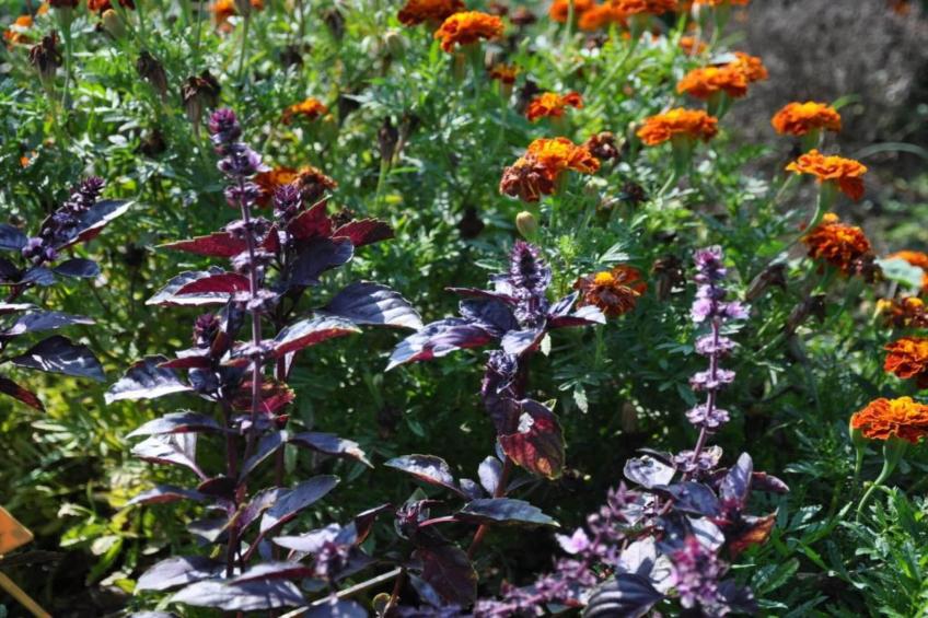 Entre Lubéron et Avignon - foto 37