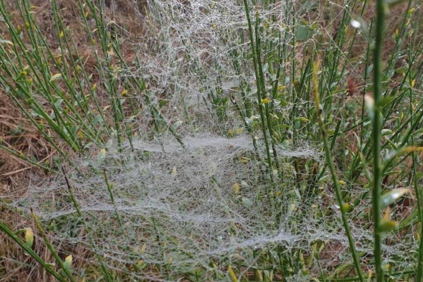 Pinto Béla - foto 26