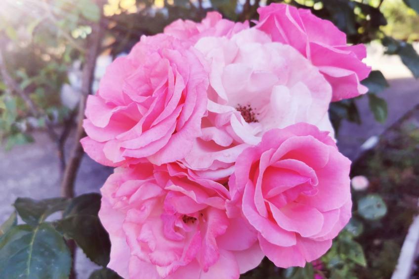 für 4 Personen ca. 65 m² in Brod Moravice, Gespanschaft Primorje-Gorski (G - foto 13