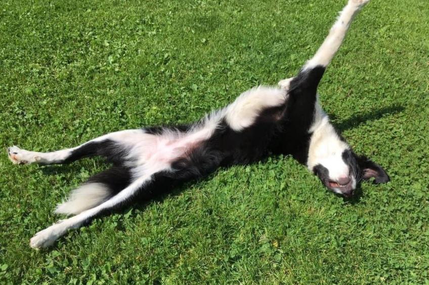 Kellerstöckl am veganen Bio-Lebenshof - Varm - the vegan Farm - foto 41