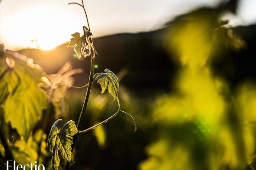 Grande Bastide | Domaine Tour Campanets - foto 57