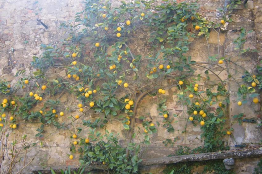 Wohnung 'The Grapefruit' mit Whirlpool - foto 26