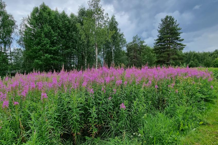 Villa Norrsken - foto 39