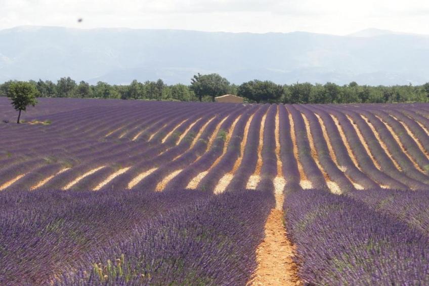 Villa - Les Arcs-sur-Argens - foto 39